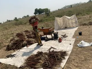 Post-harvest activity documented on site