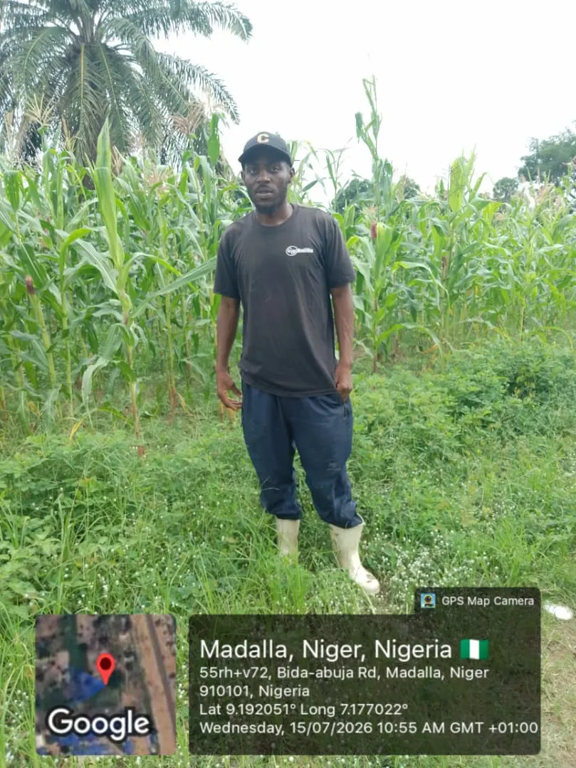 Established green crop field