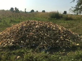 Harvest material documented in the field
