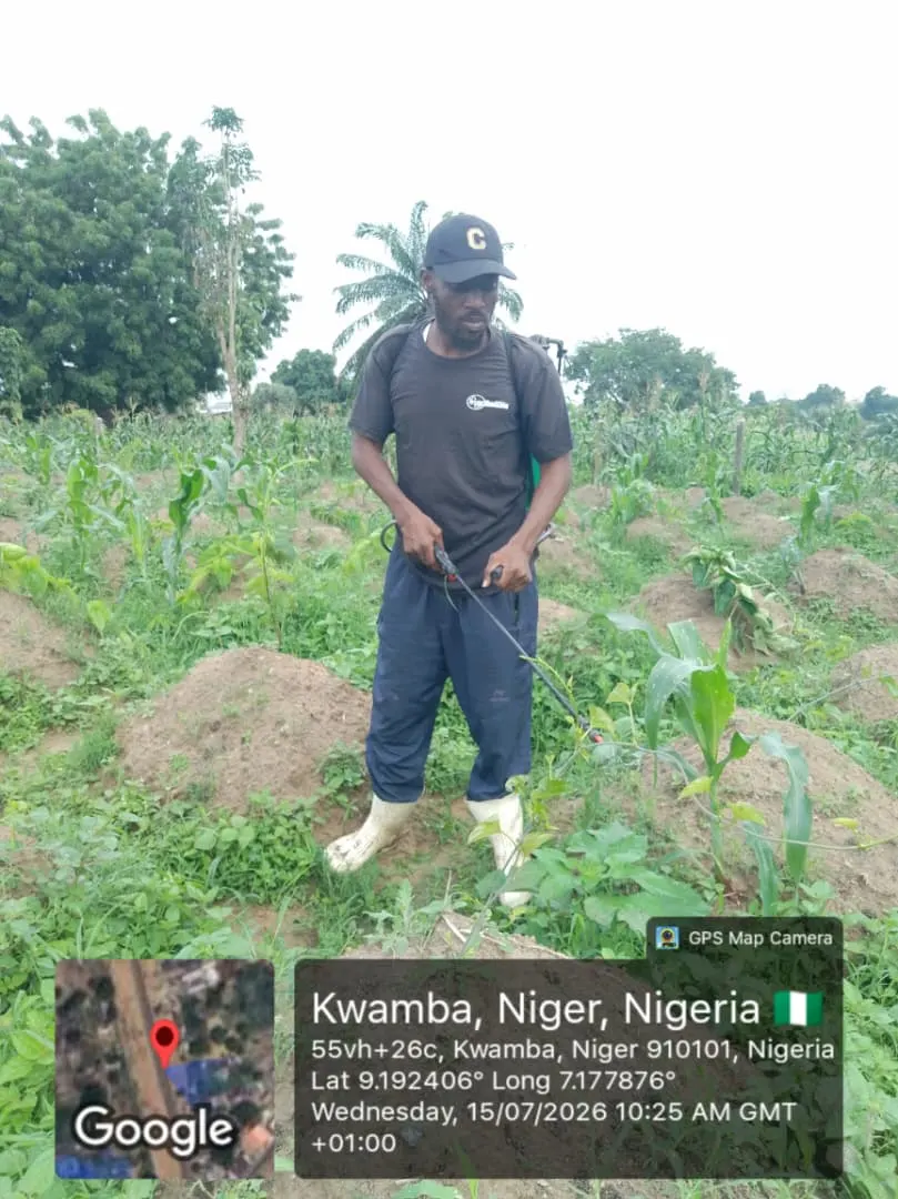 Maize crop under active monitoring